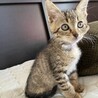 単身者OK✴︎ウイルス検査陰性✴︎遊び好きな男の子 サムネイル5