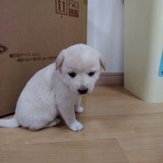 募集中断　捨てられたモフモフの子犬３　