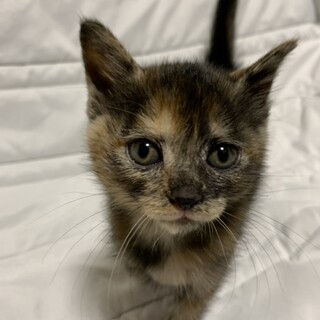 1ヶ月位サビ三毛二匹優しい家族決定ありがとう‼︎