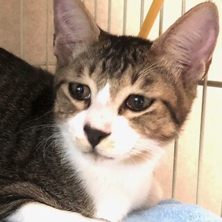 ちょっと控えめな甘えんぼ　トリュフ君