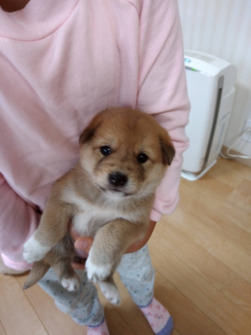募集中断捨てられたモフモ 茨城県 犬の里親募集 ペットのおうち 月間利用者150万人