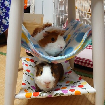 モルモットタワー♪