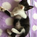 2匹仲良く！真菌治療中ですが。