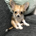 【募集停止】元気なチワワの里親を募集しています