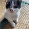 ハチクロ子猫、白多めのオス