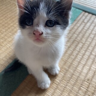 ハチクロ子猫、白多めのオス