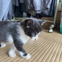 ハチクロ　黒多めのメス