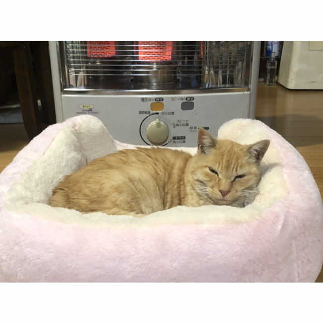 いなかのわんこのカバー写真