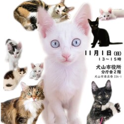 ねこの譲渡会＠犬山市
