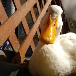 「秋ですね」サムネイル2