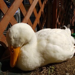 「秋ですね」サムネイル3