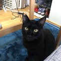つやつやで綺麗な黒猫シシ