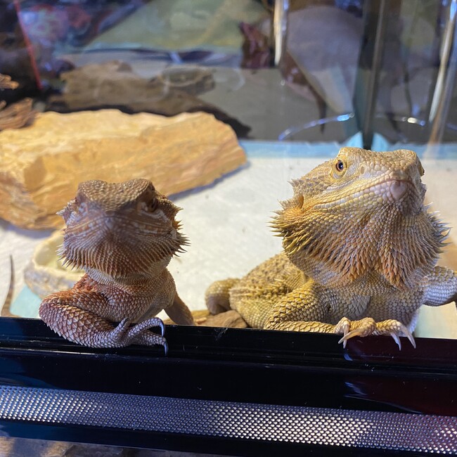 もこのすけ٩( ᐛ )وのカバー写真