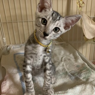 ベタ慣れ⭐︎3ヶ月サバとら♂【Pika】