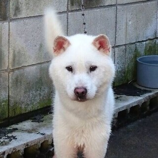 紀州犬　ショータイプの美犬　1歳オス