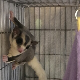 フクロモモンガ　オス　1才