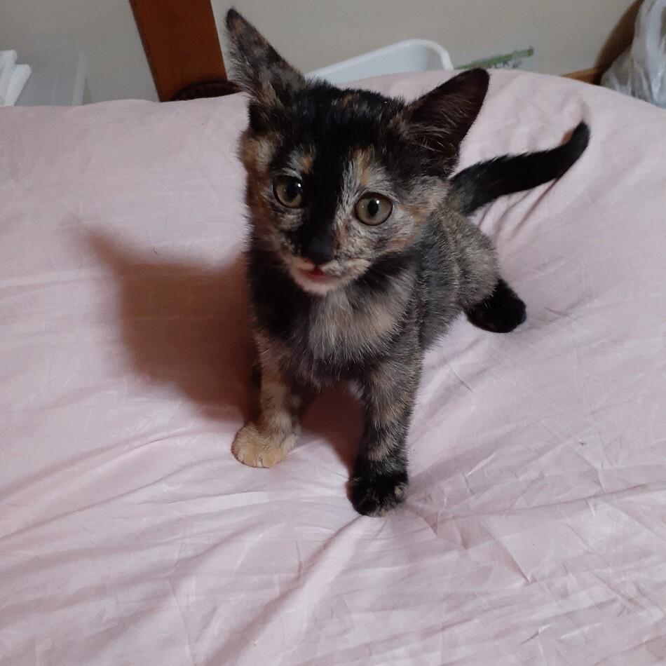 きびのカバー写真