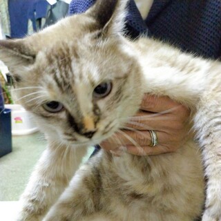 里親募集です！３匹です。とっても可愛いです