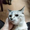 里親募集です！３匹です。とっても可愛いです サムネイル2