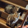 里親募集です！３匹です。とっても可愛いです サムネイル3