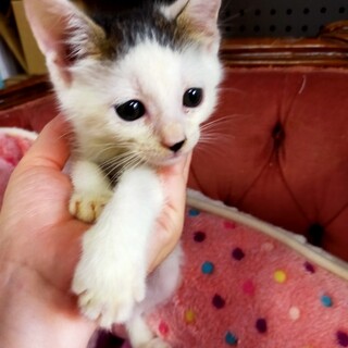 キジシロの男の子　金つば君