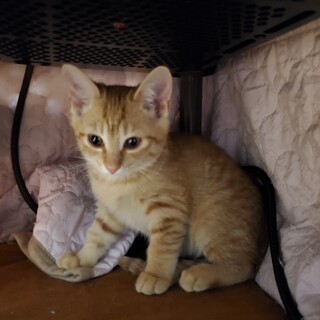 しっぽがピーン！美男子茶トラくん