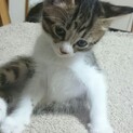 2020年8月29日生まれの子猫です！