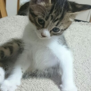 2020年8月29日生まれの子猫です！