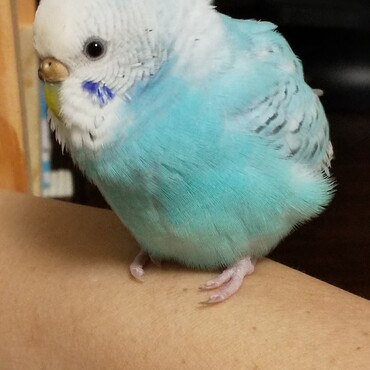 お目目がまんまる、いつも先住のぴいたろの後をついて離れない寂しがりやさん