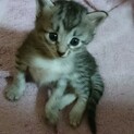 2020年8月29日生まれの子猫です！