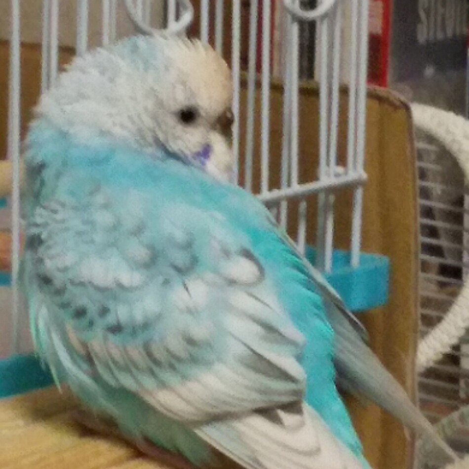 ピピのカバー写真