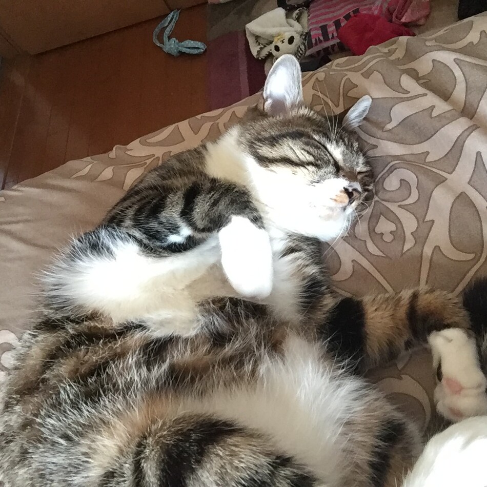 りくのカバー写真