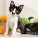 甘えん坊でオモチャが大好き♪ 白黒の子猫ちゃん♪