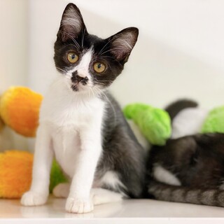甘えん坊でオモチャが大好き♪ 白黒の子猫ちゃん♪