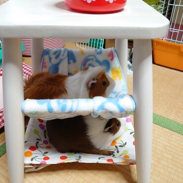 モルモットタワー２♪