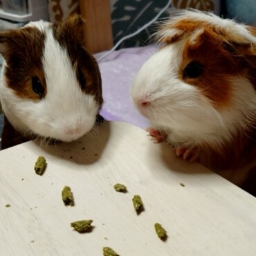 オヤツバイキング♪