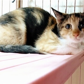 生後約３ヶ月☆三毛の女の子