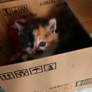 性格も器量も抜群の三毛ちゃんです。