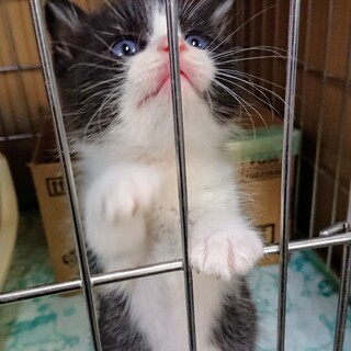 甘えん坊の美形の男の子です