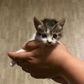 子猫　里親募集中