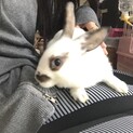 ミニレッキスの赤ちゃん