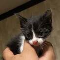 子猫　里親募集中