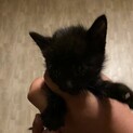 子猫　里親募集中