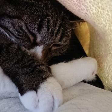 毛布に引きこもる福にゃんを、こっそり覗き見。カワイイ！