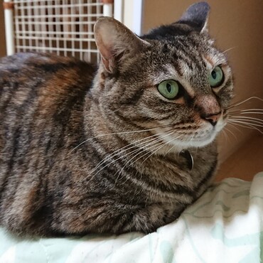 ソファーのひじ掛けで香箱を組むひまわり。落っこちないでね！