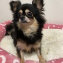 チワワ　タータちゃん　里親募集中