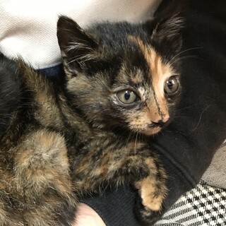 鼻筋にラインのサビちゃん(=^x^=)