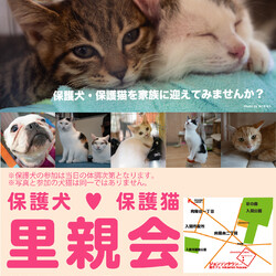 猫譲渡会　☆入間市ジョンソンタウン☆