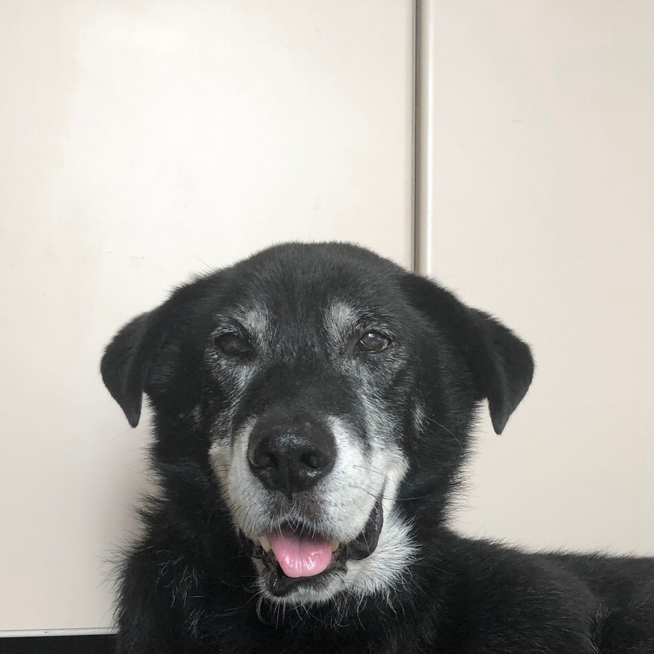 ポノのカバー写真