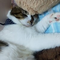 しゃんしゃん